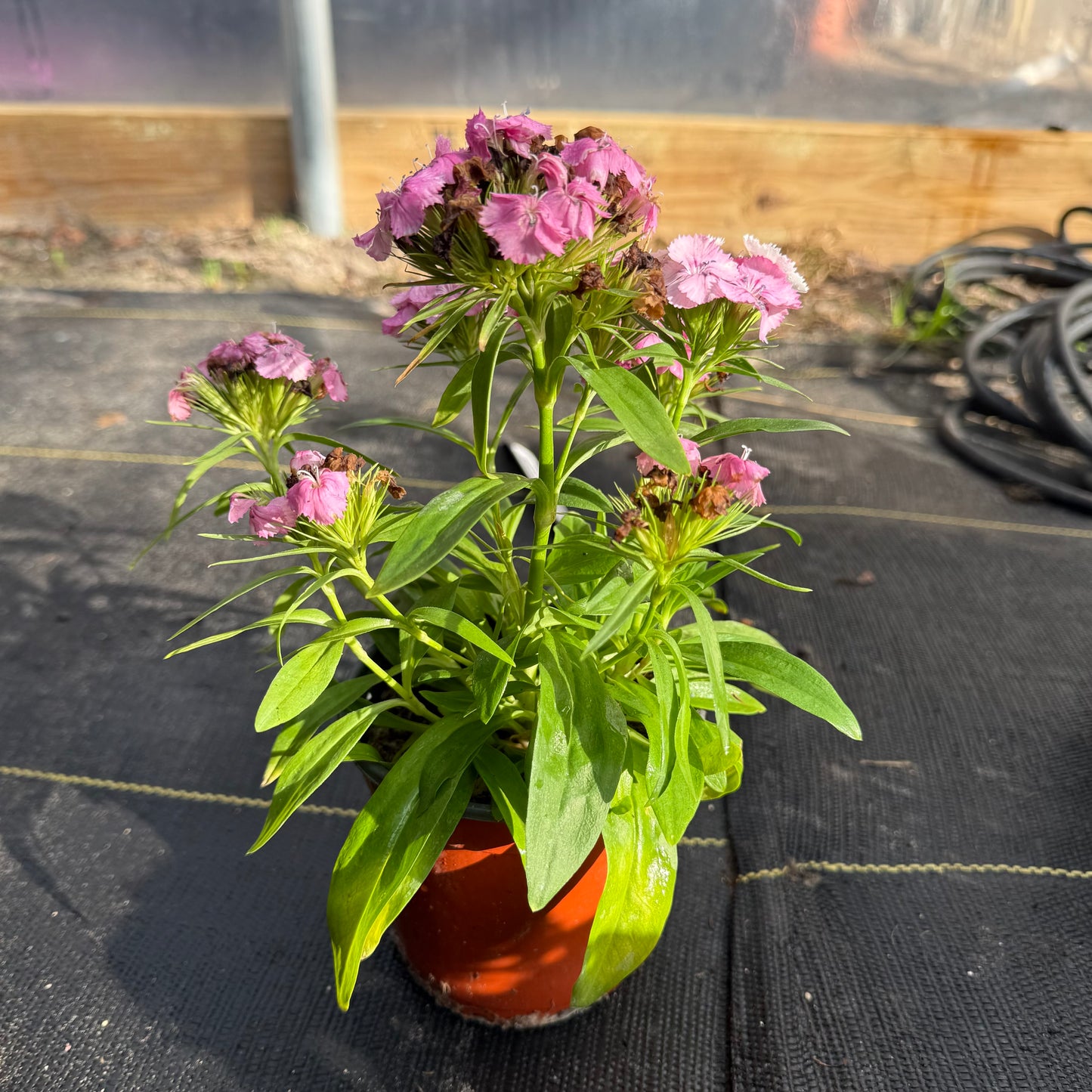 Dianthus