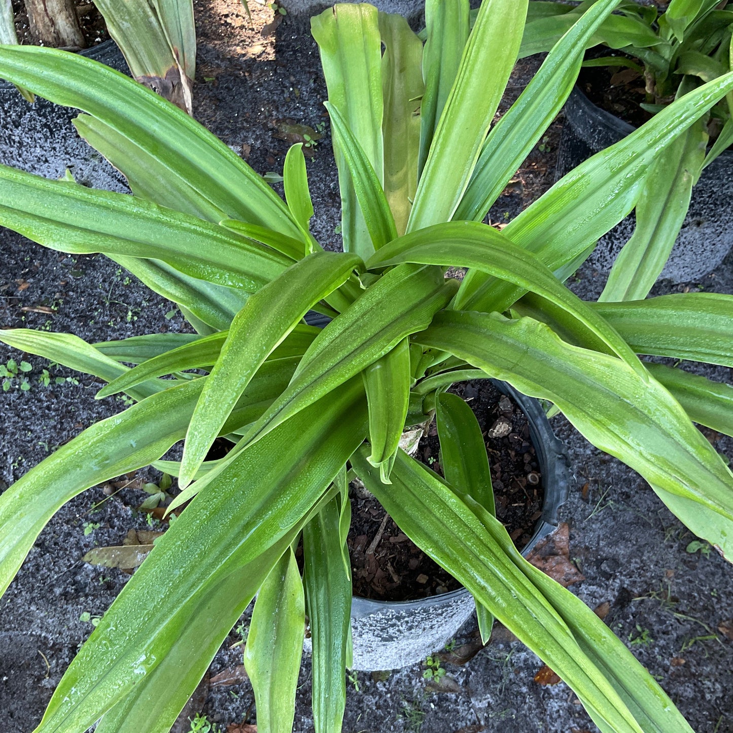 Crinum Lily