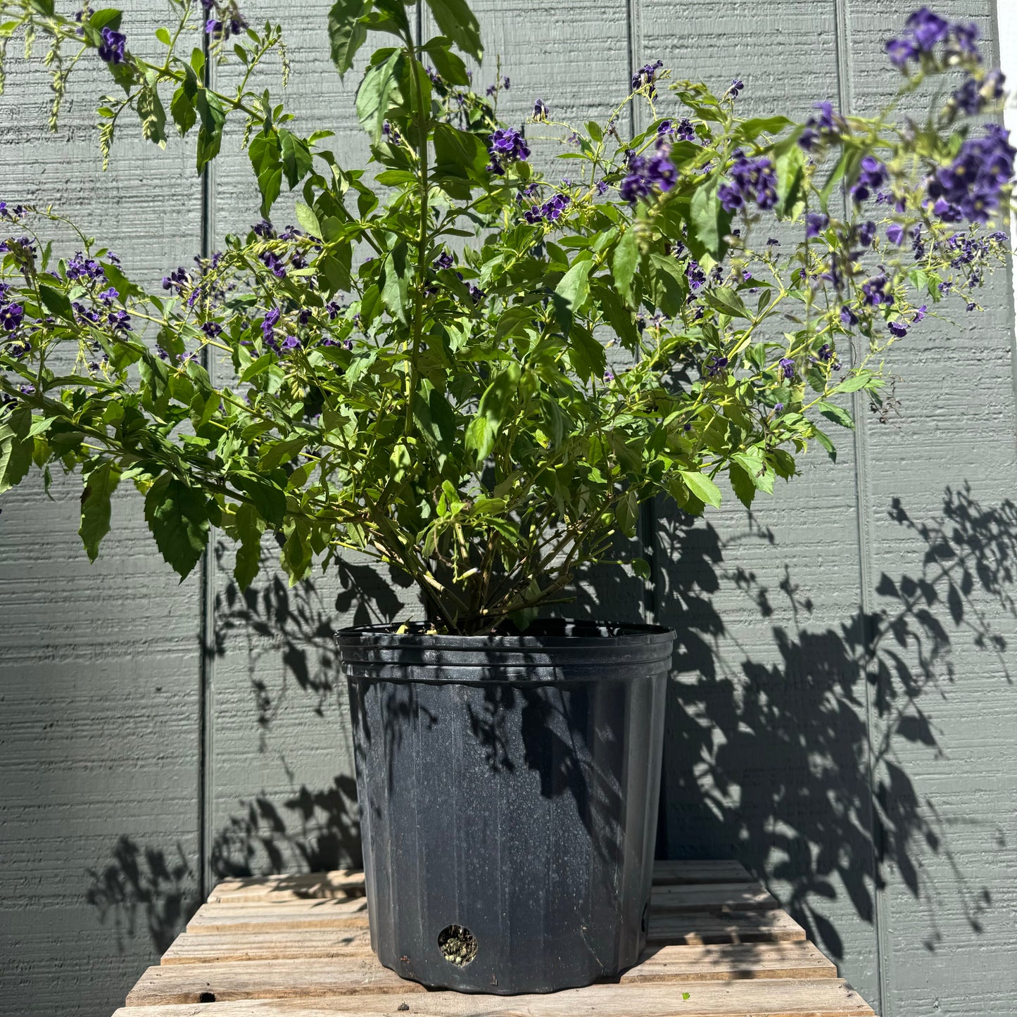 Duranta Sapphire