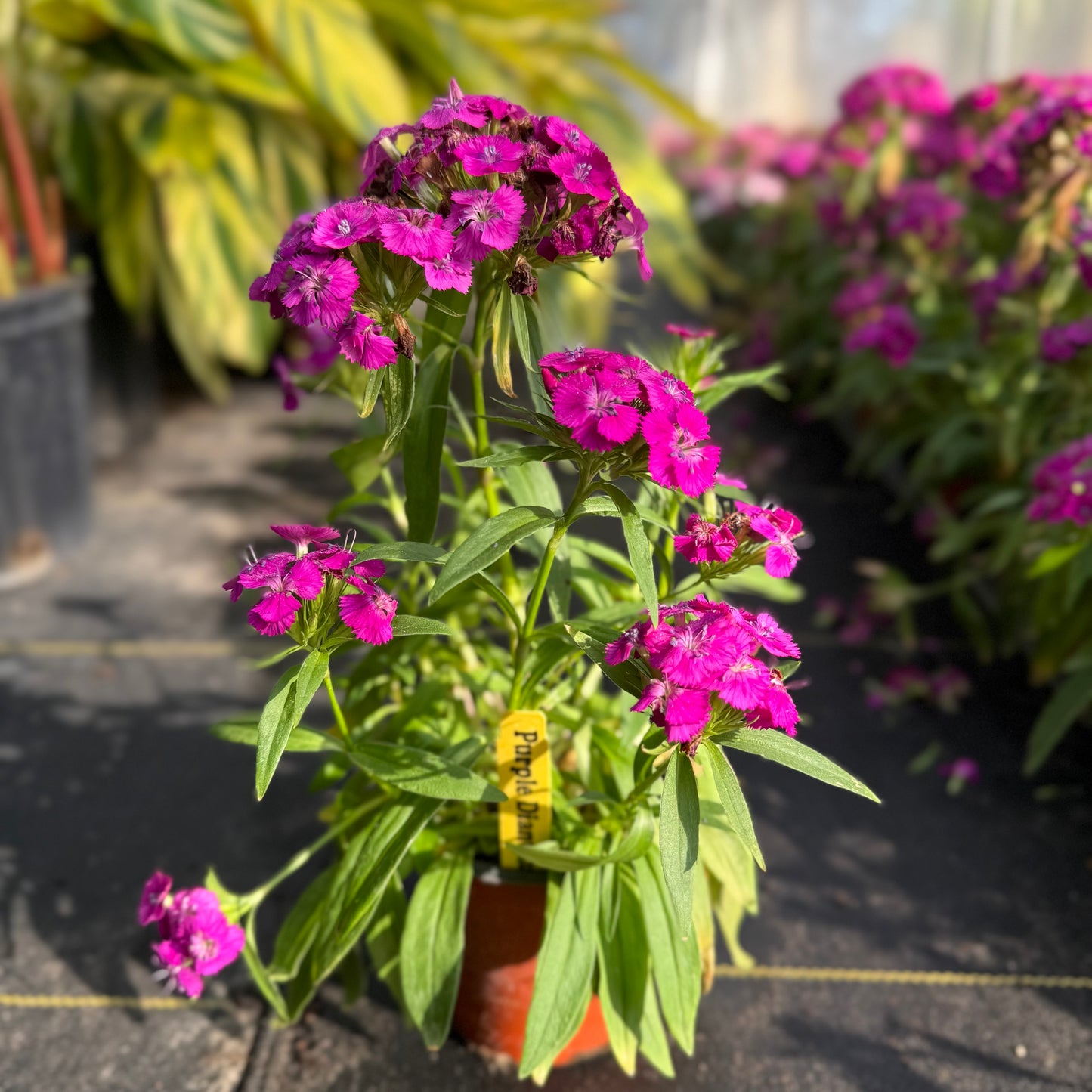Dianthus