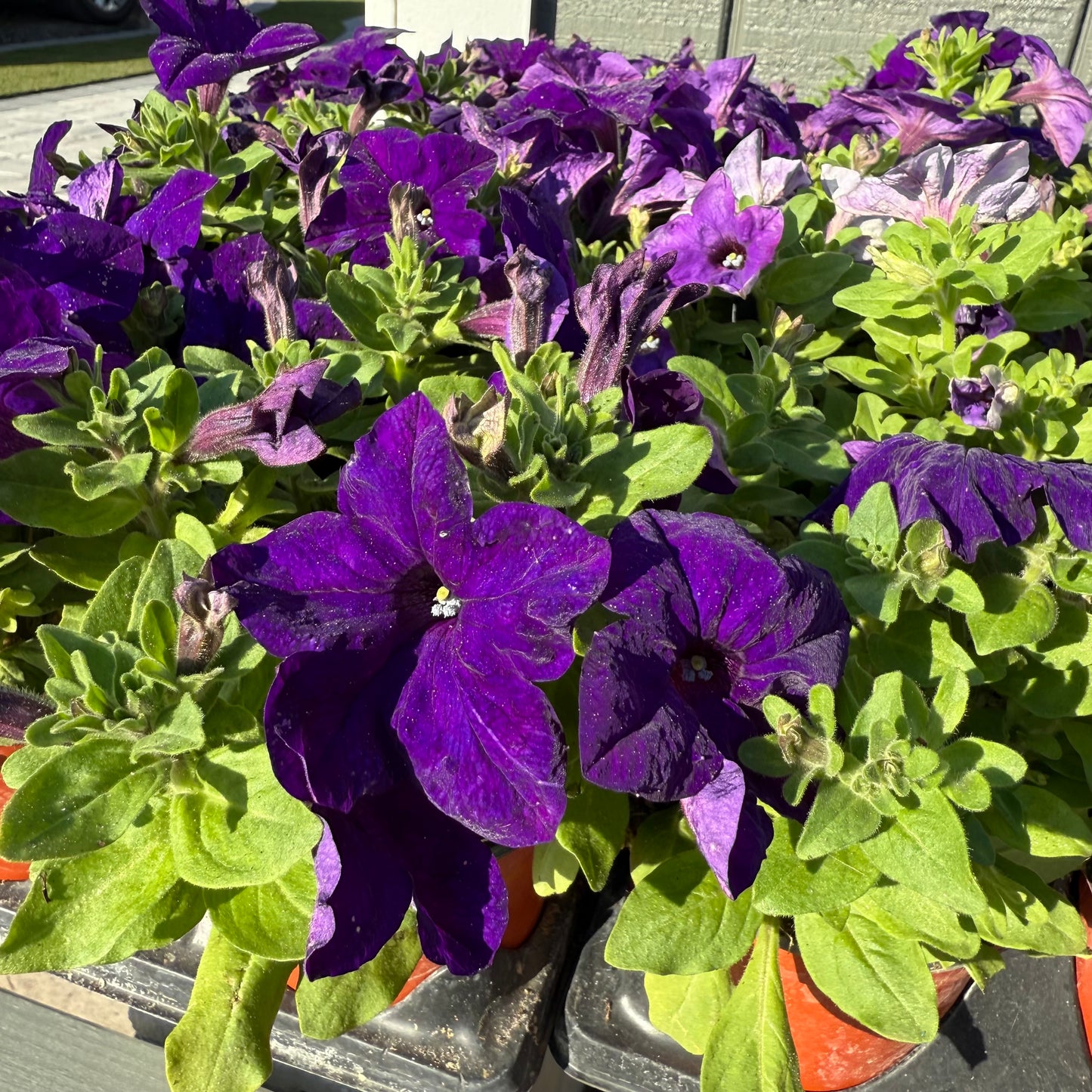 Petunia