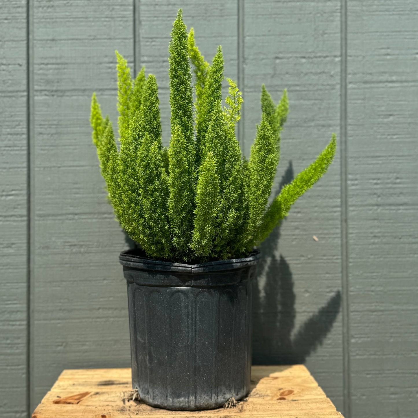 Foxtail Fern