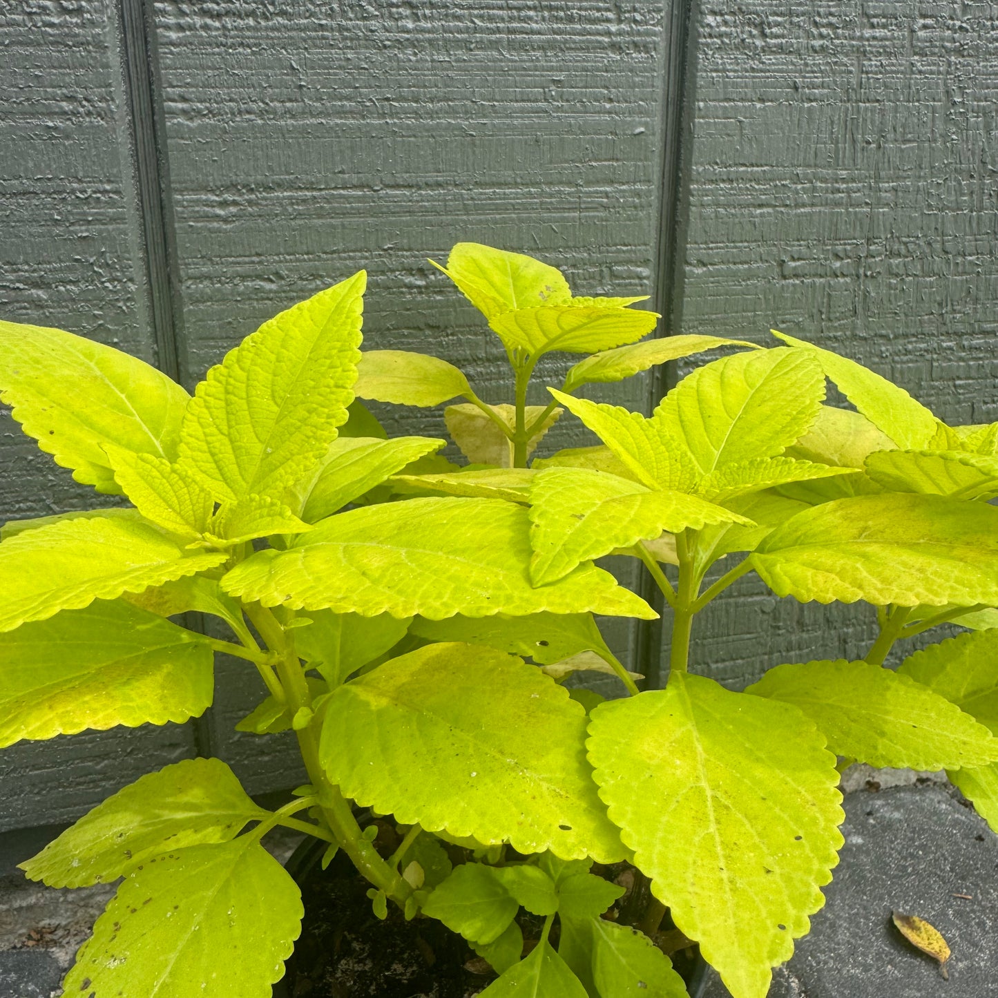 Coleus