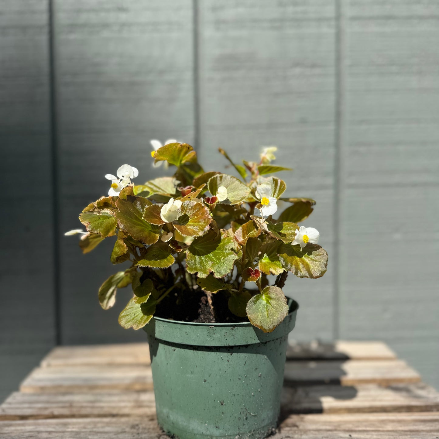 Begonia