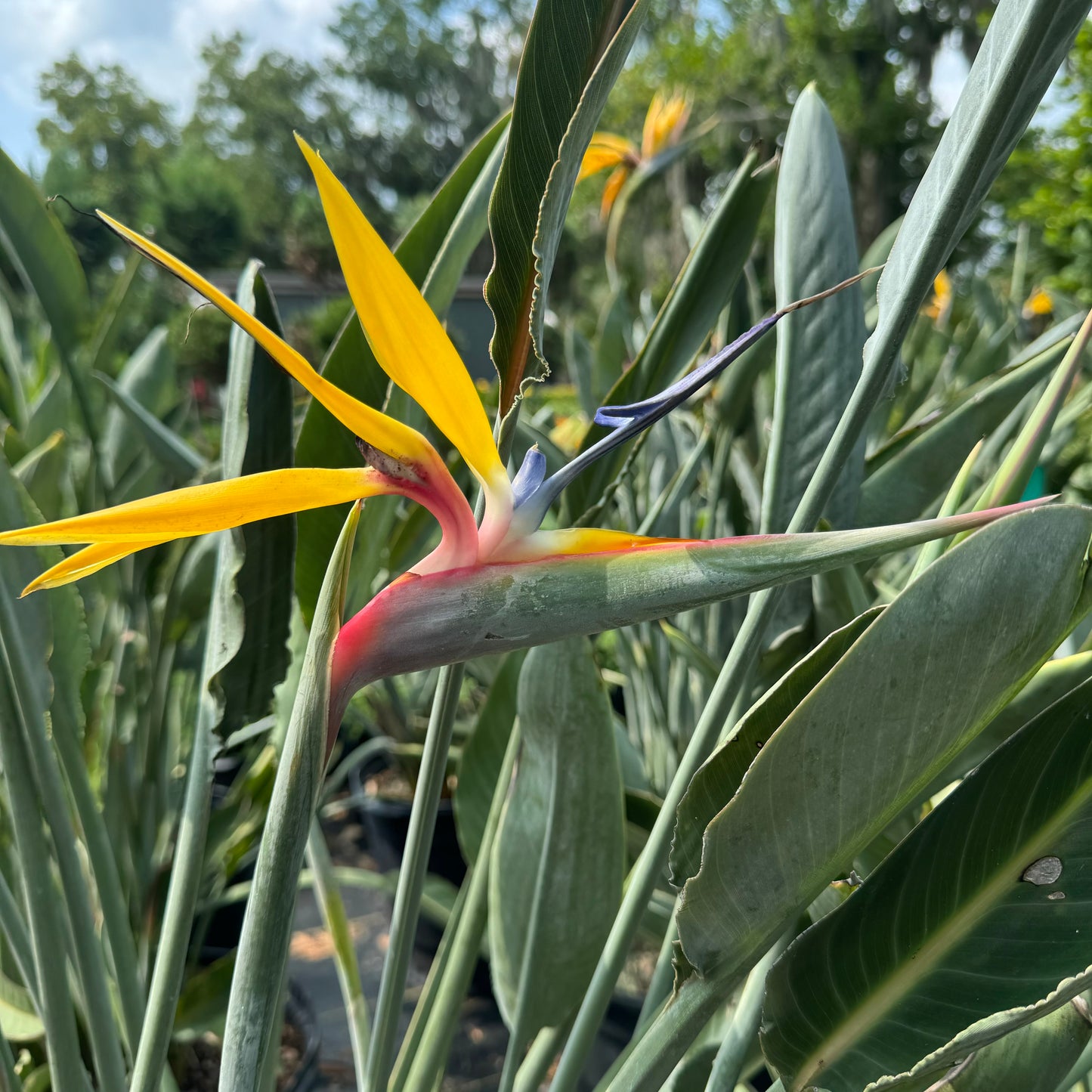 Bird of Paradise