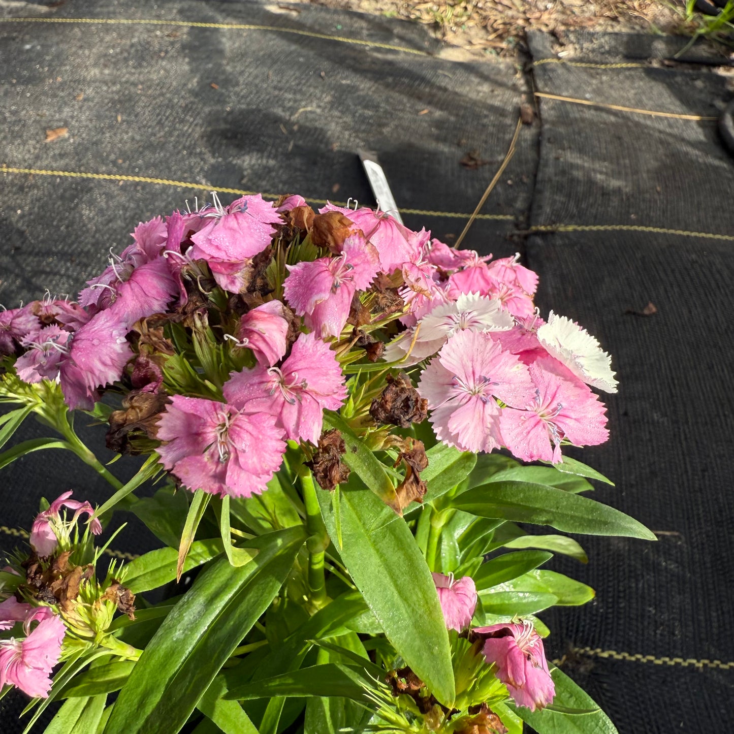 Dianthus