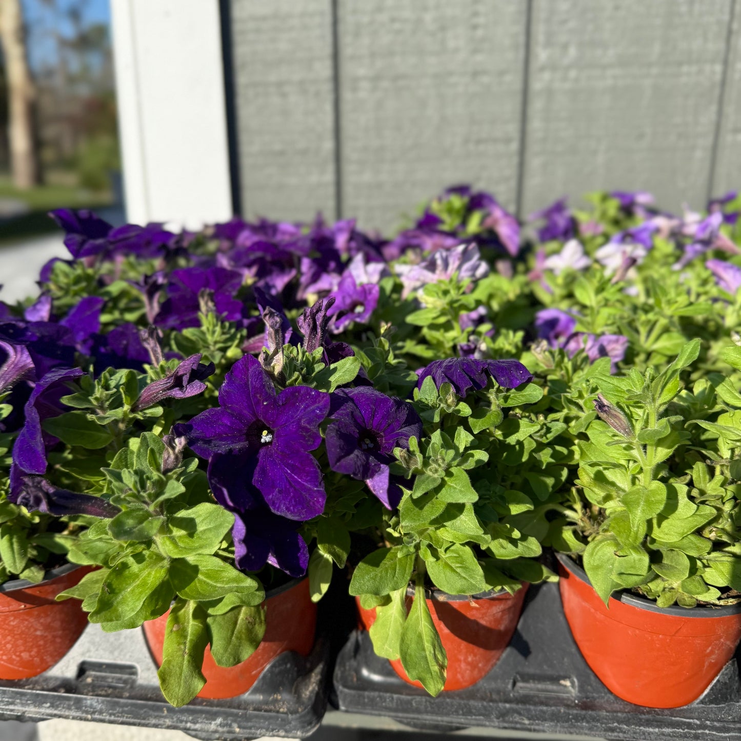 Petunia