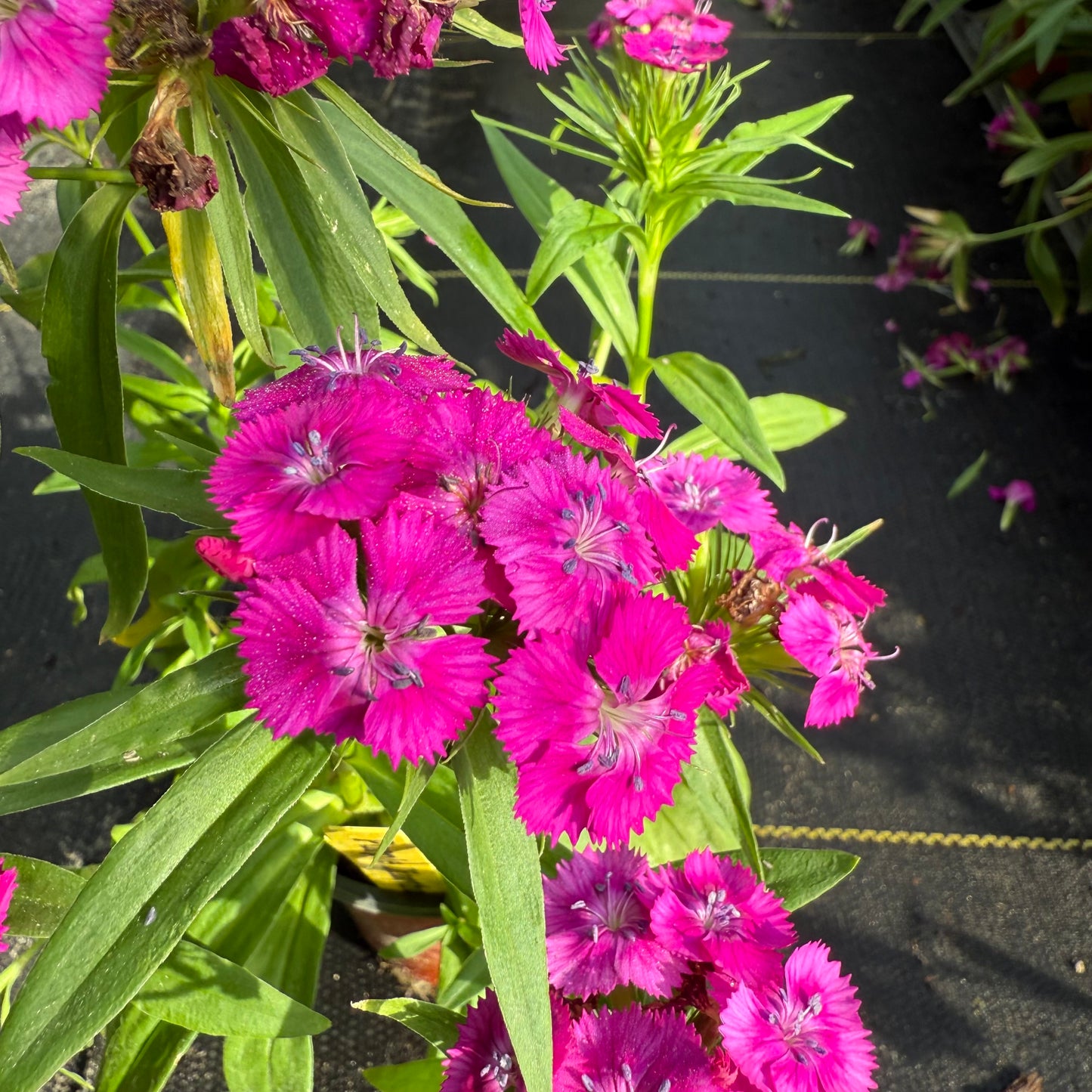 Dianthus
