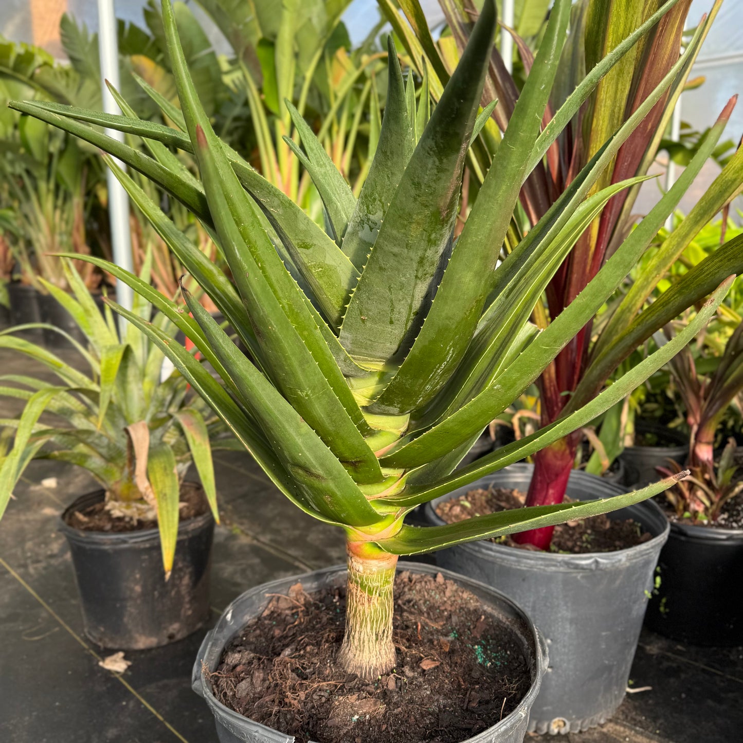 Aloe Hercules