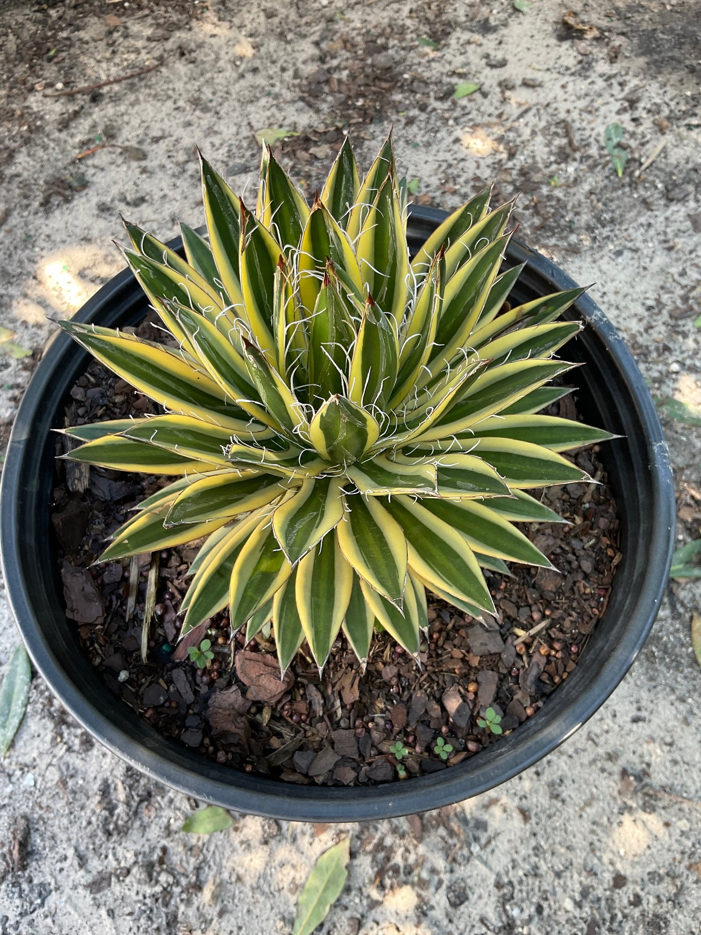 Agave