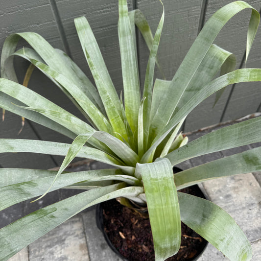 Bromeliad Odorata