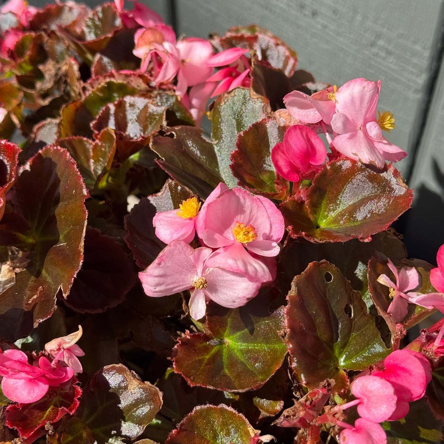 Begonia