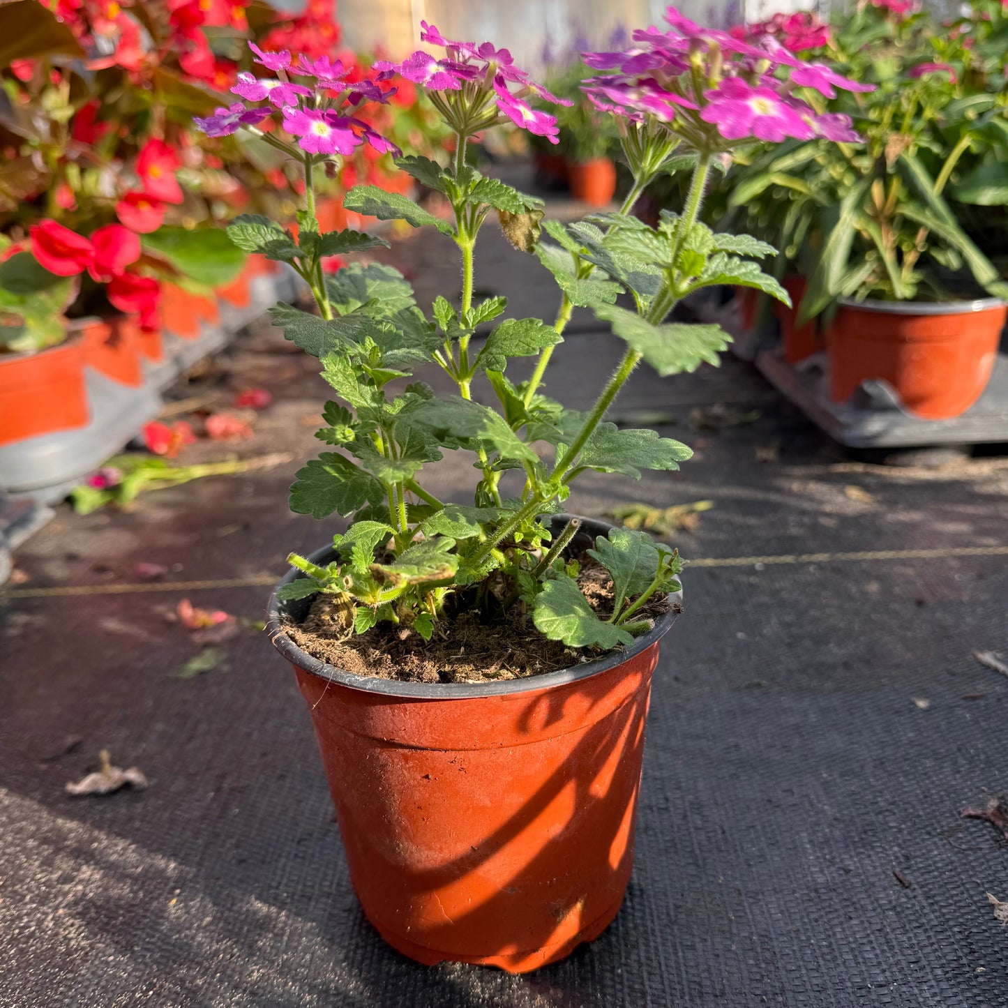 Verbena