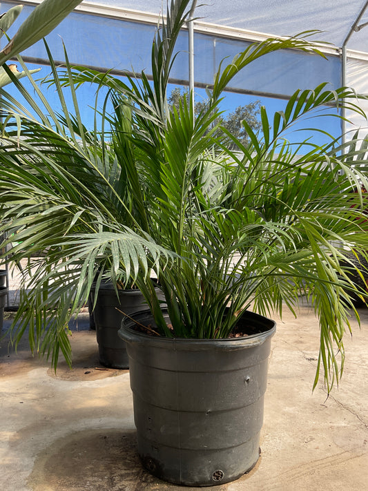 Cataractarum Palm