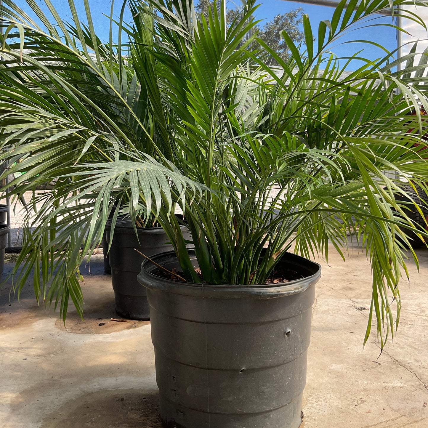 Cataractarum Palm