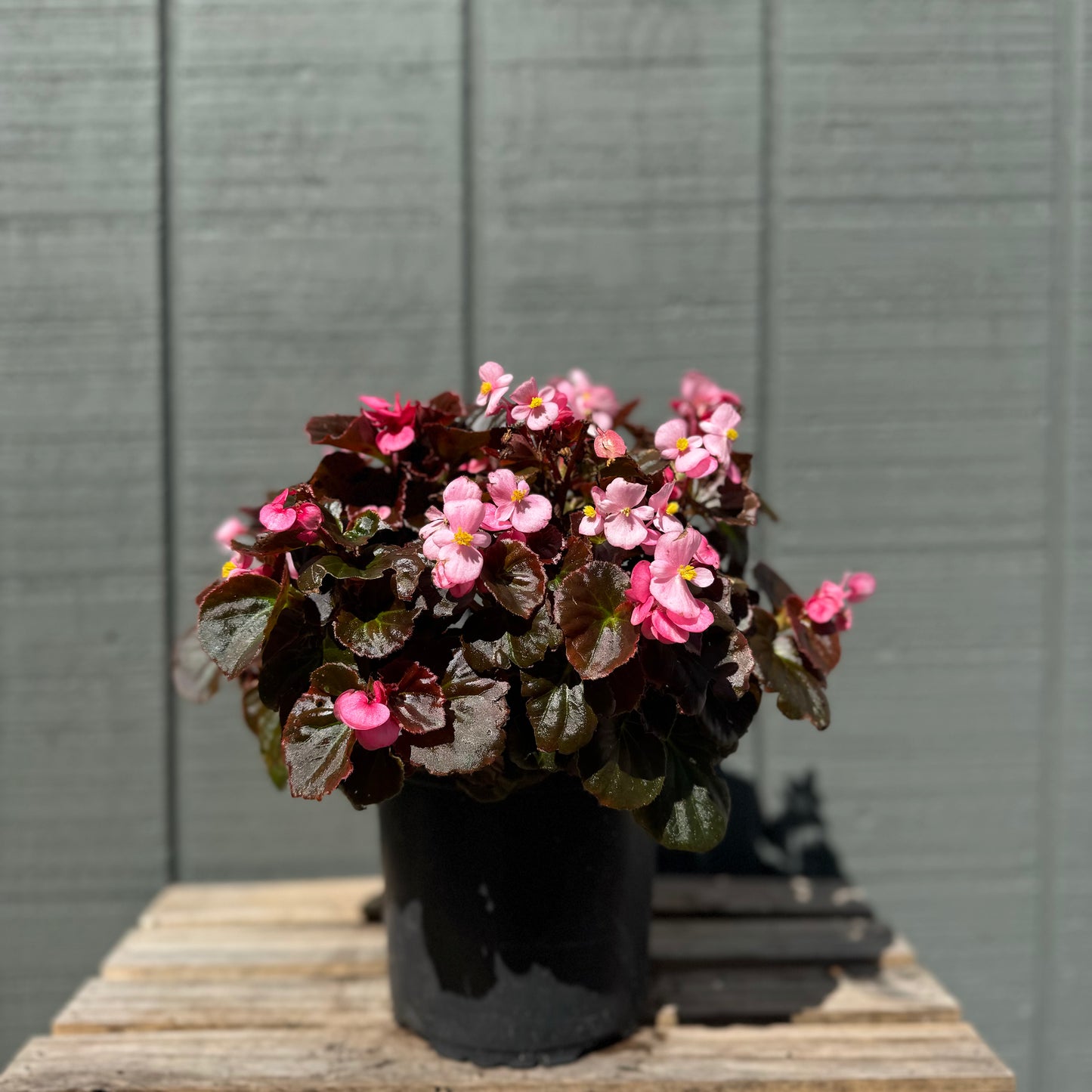 Begonia