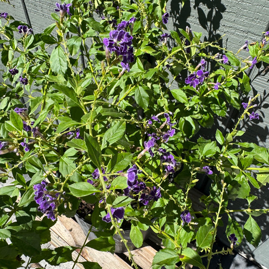 Duranta Sapphire