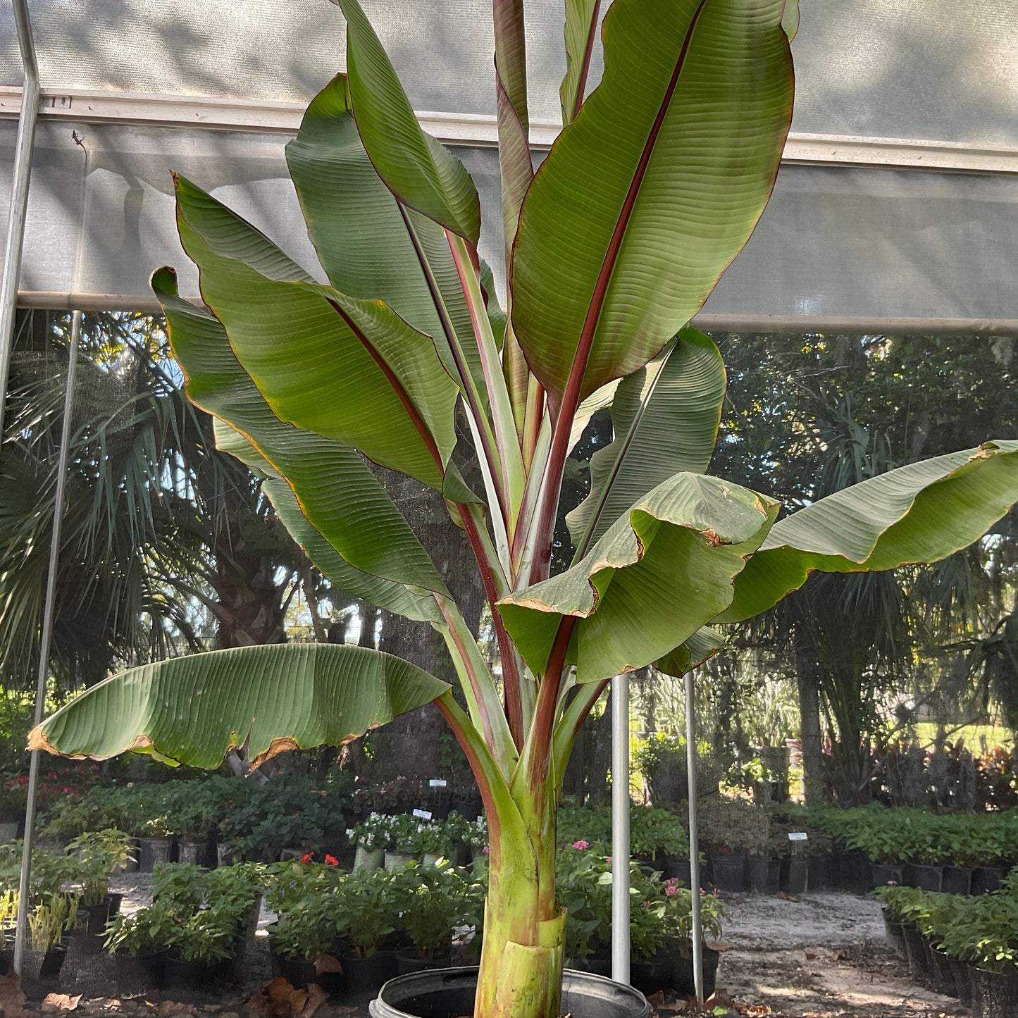 Abyssinian Banana