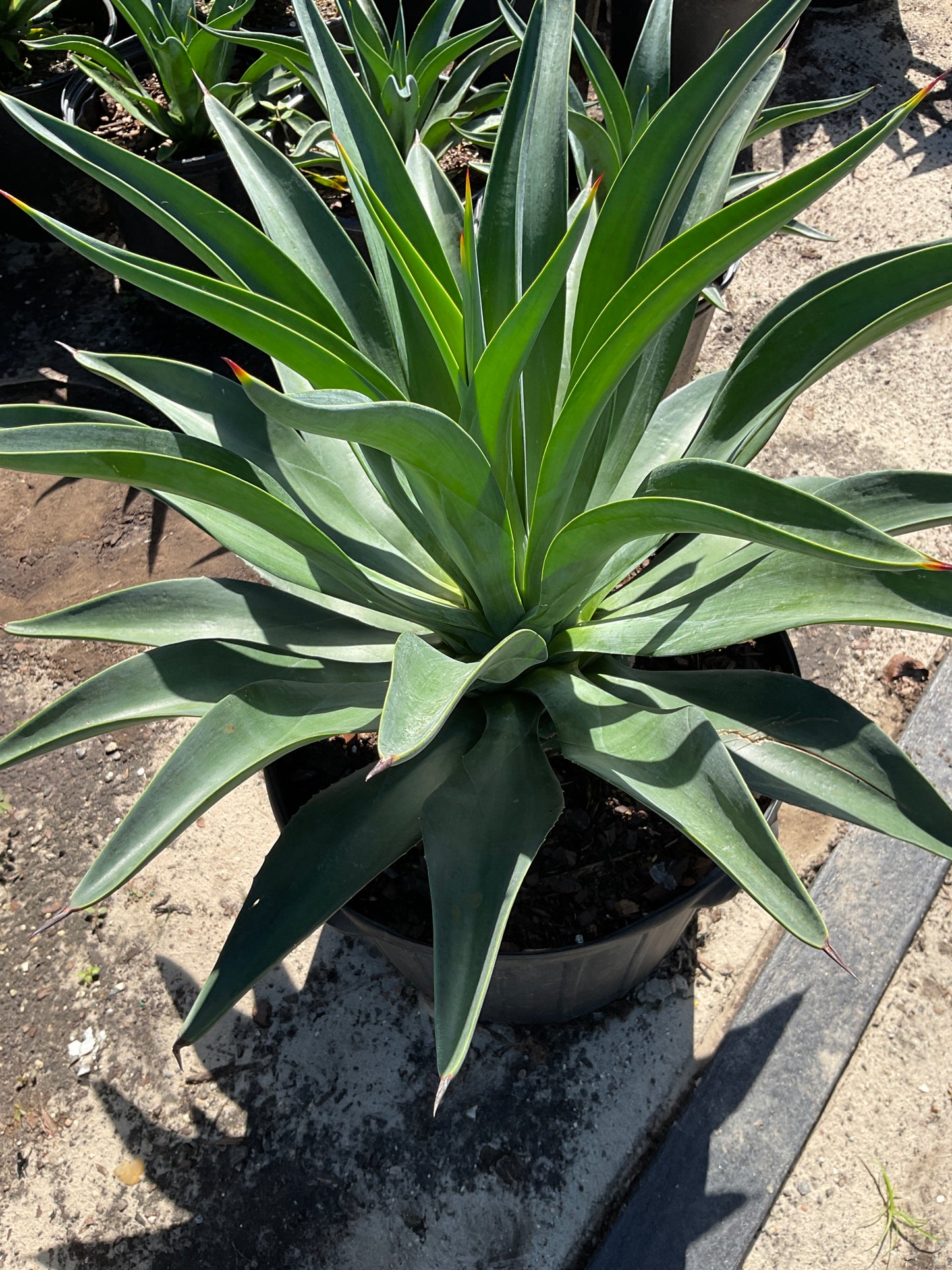 Agave