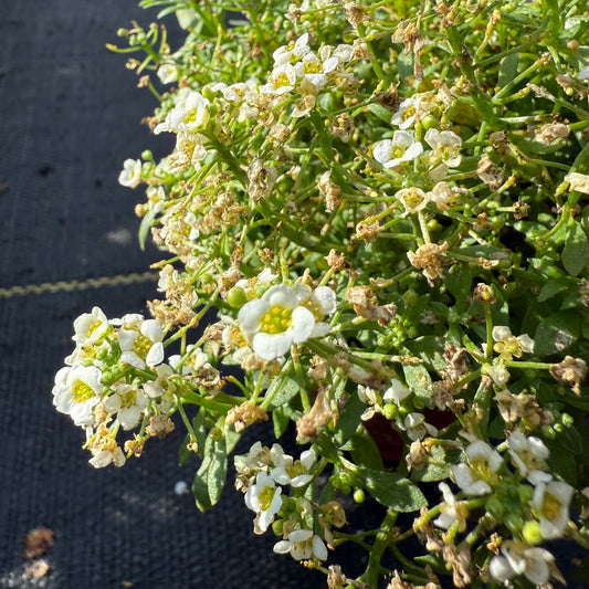 Alyssum