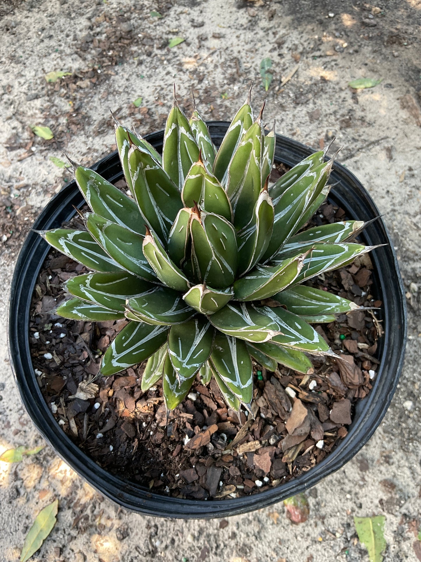 Agave