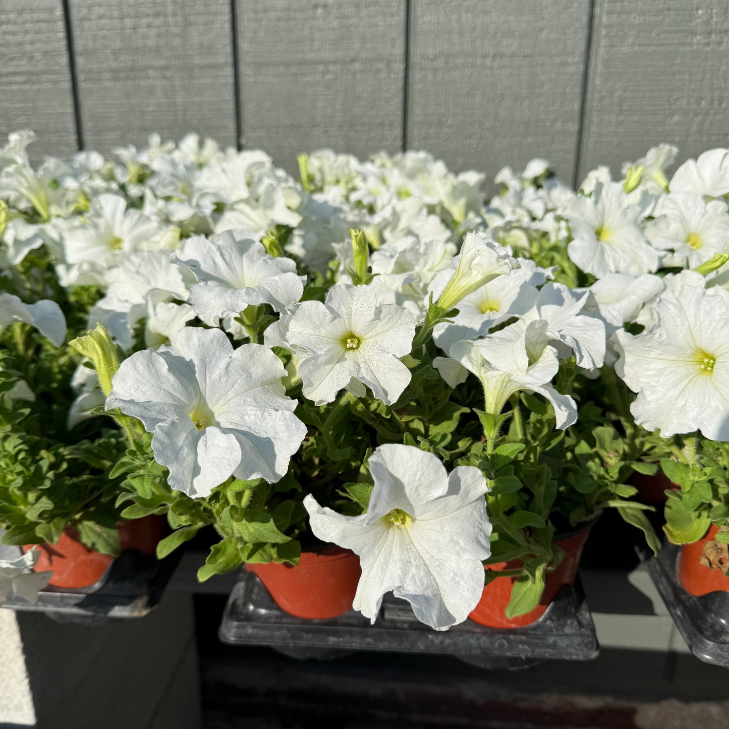Petunia