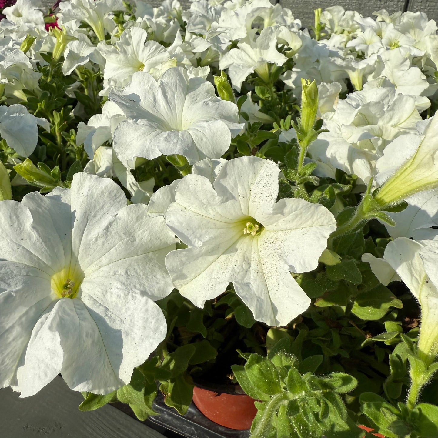 Petunia