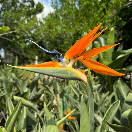 Bird of Paradise