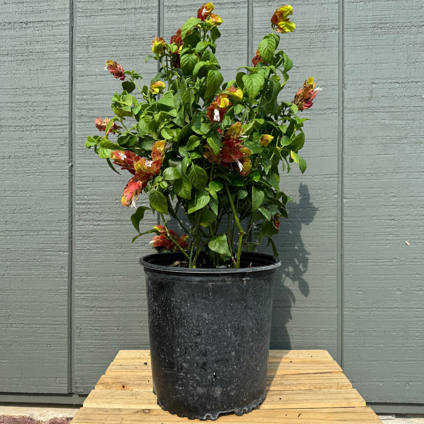 Shrimp Plant