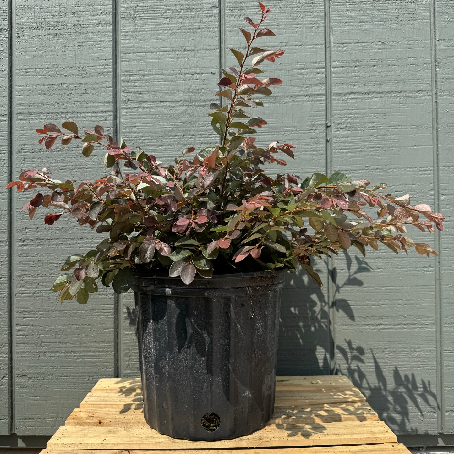 Loropetalum 'Purple Pixie'