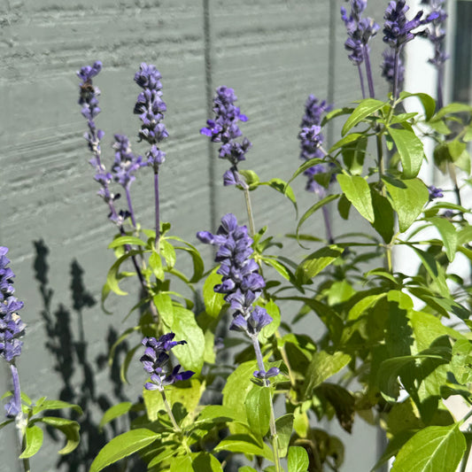 Salvia Farinacea