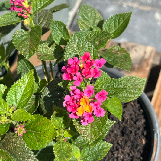 Lantana
