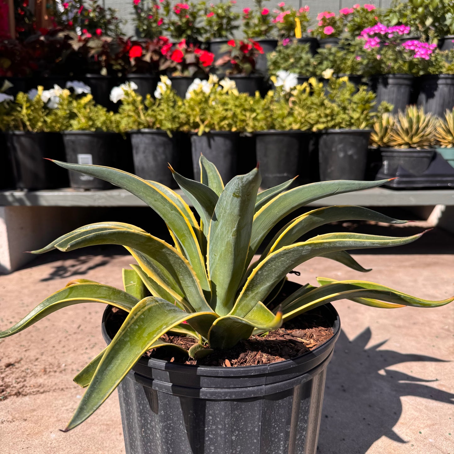 Agave