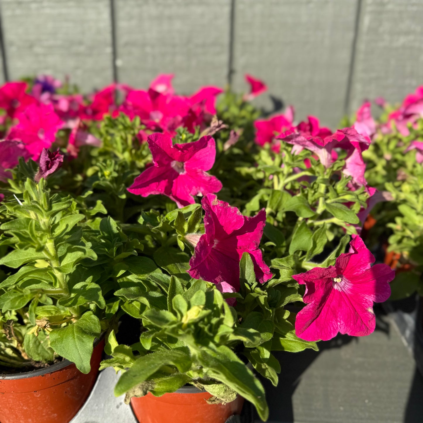 Petunia