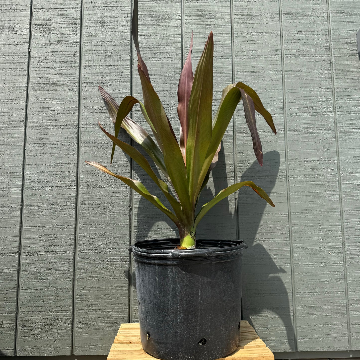 Crinum Lily