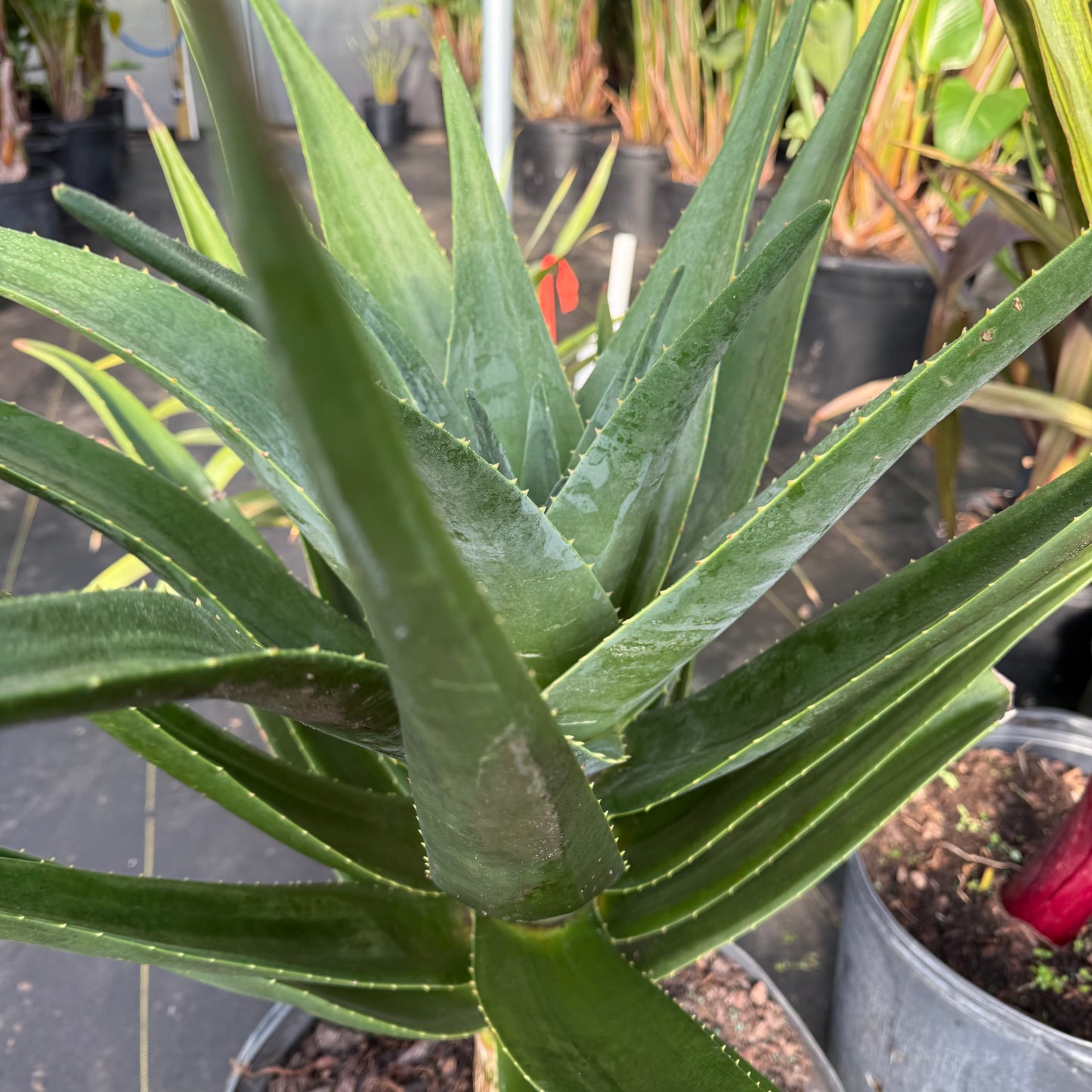 Aloe Hercules