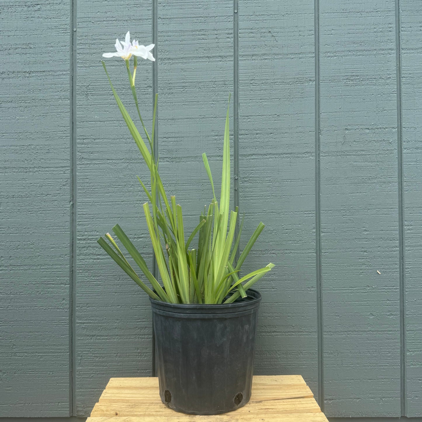 African Iris