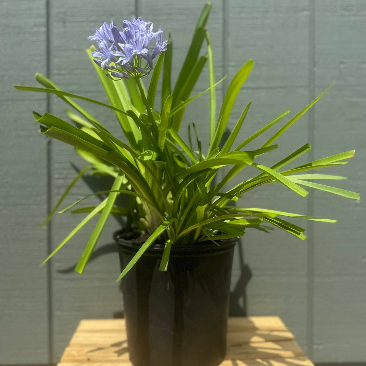 Agapanthus