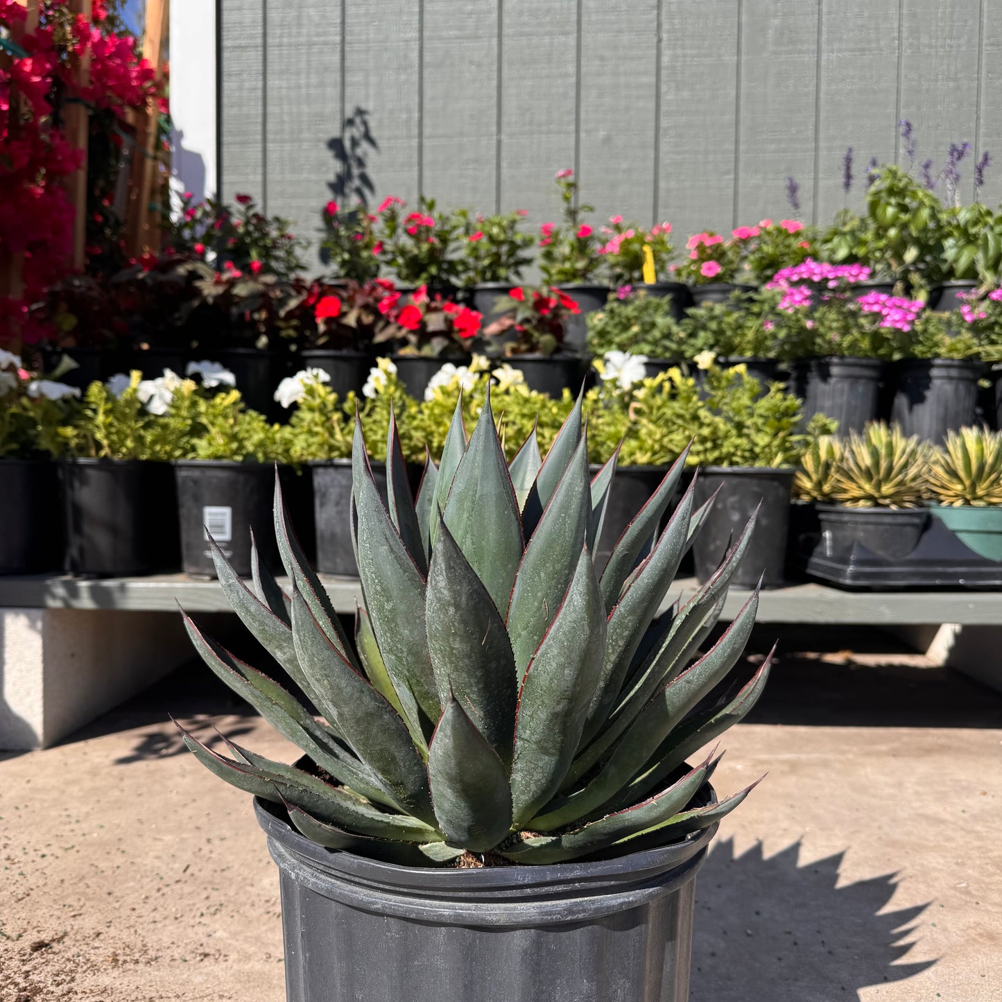 Agave