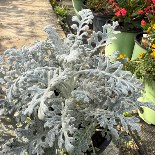Dusty Miller