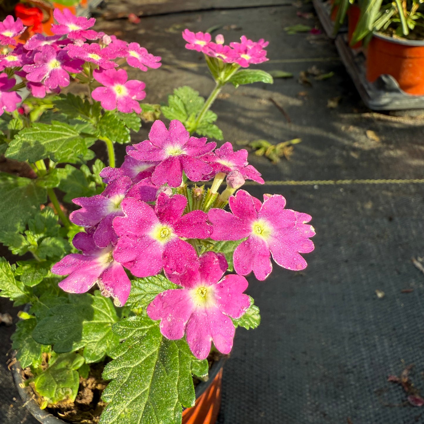Verbena