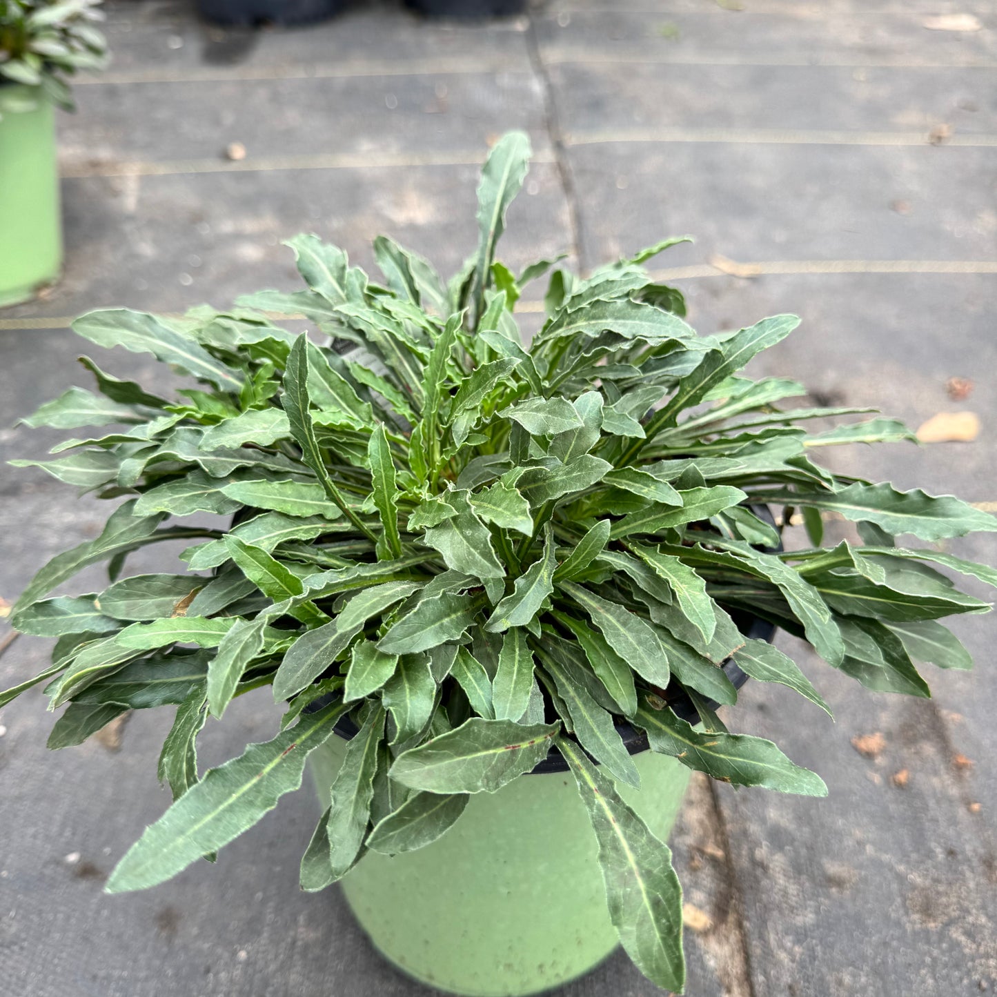 Gaura 'Belleza'