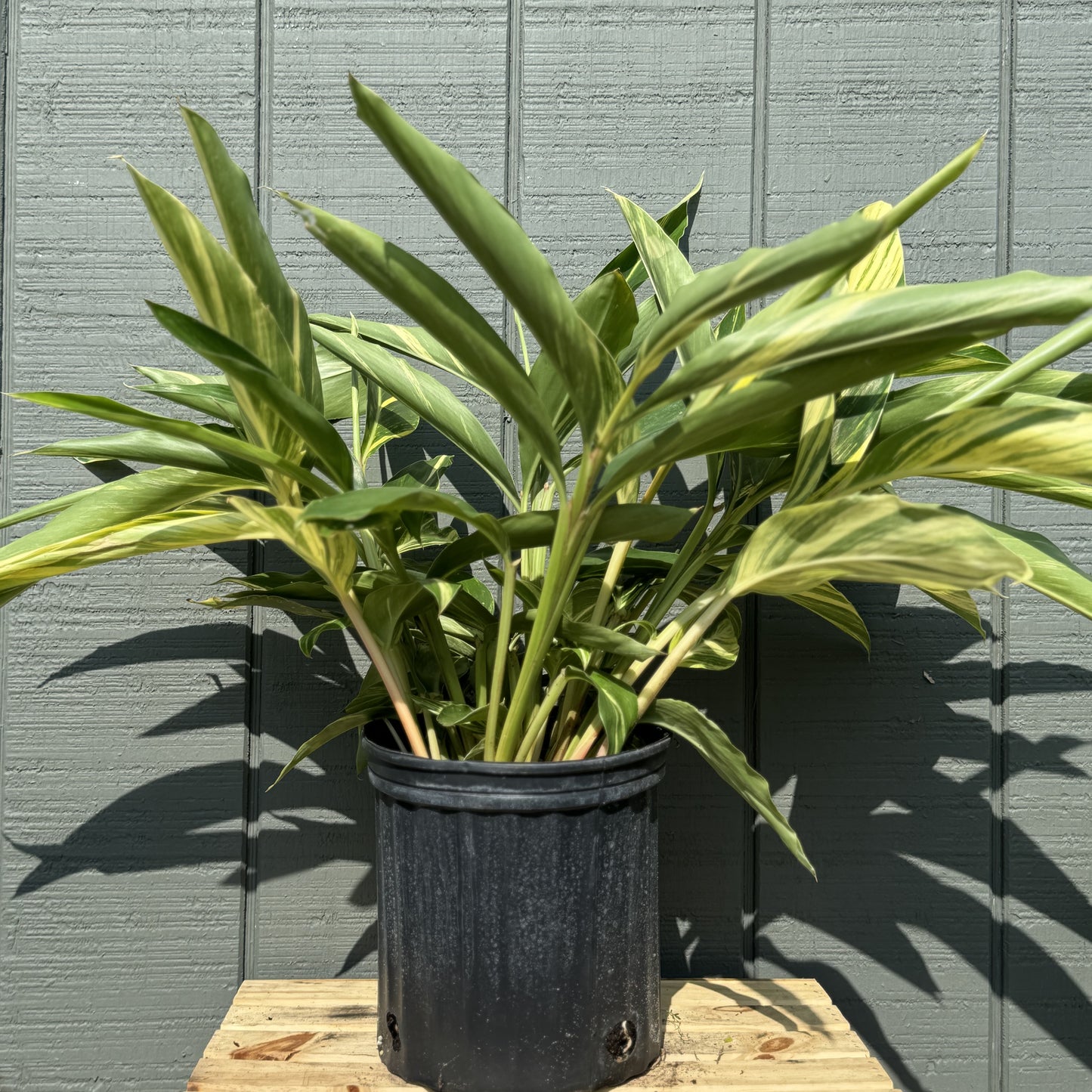 Variegated Ginger