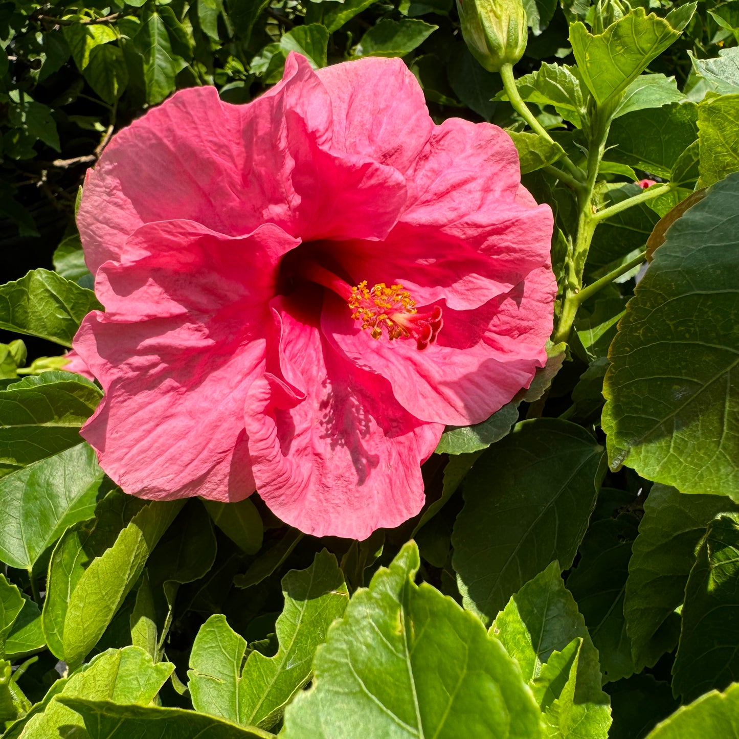Hibiscus