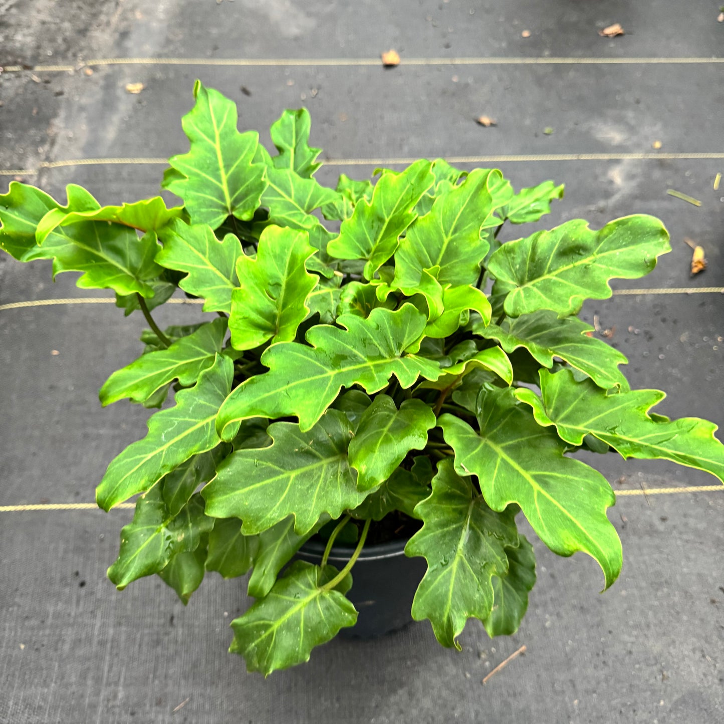 Philodendron Xanadu
