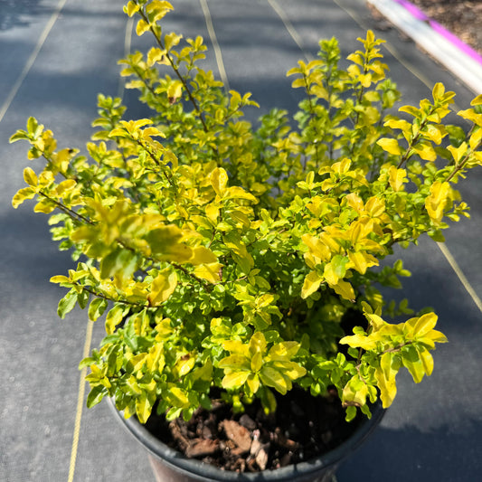 Sunshine Ligustrum