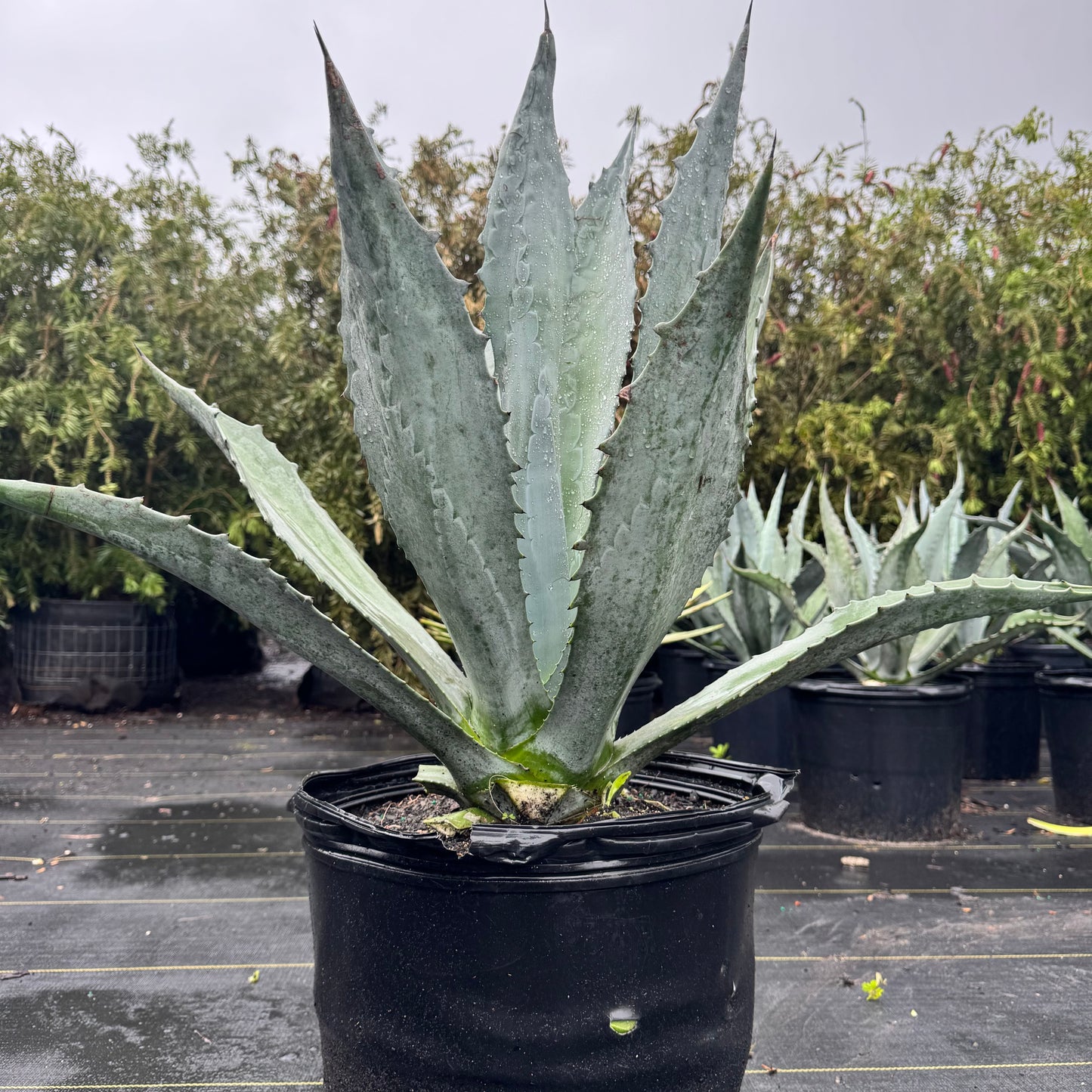 Agave