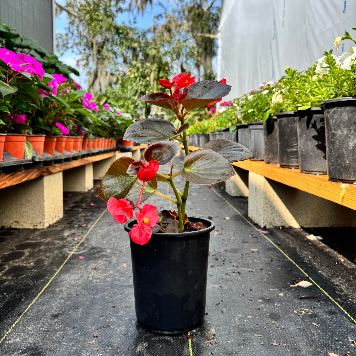 Begonia