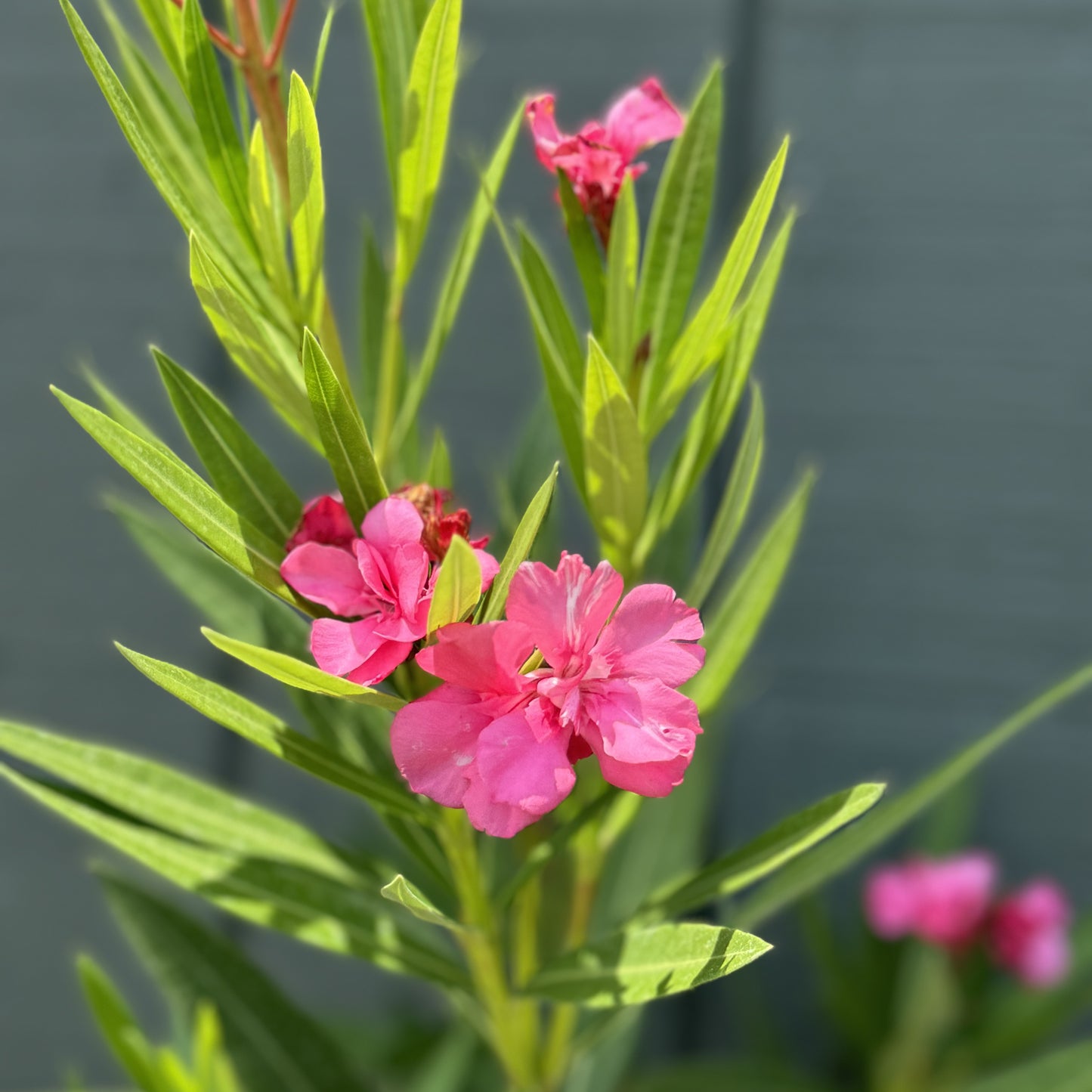 Oleander