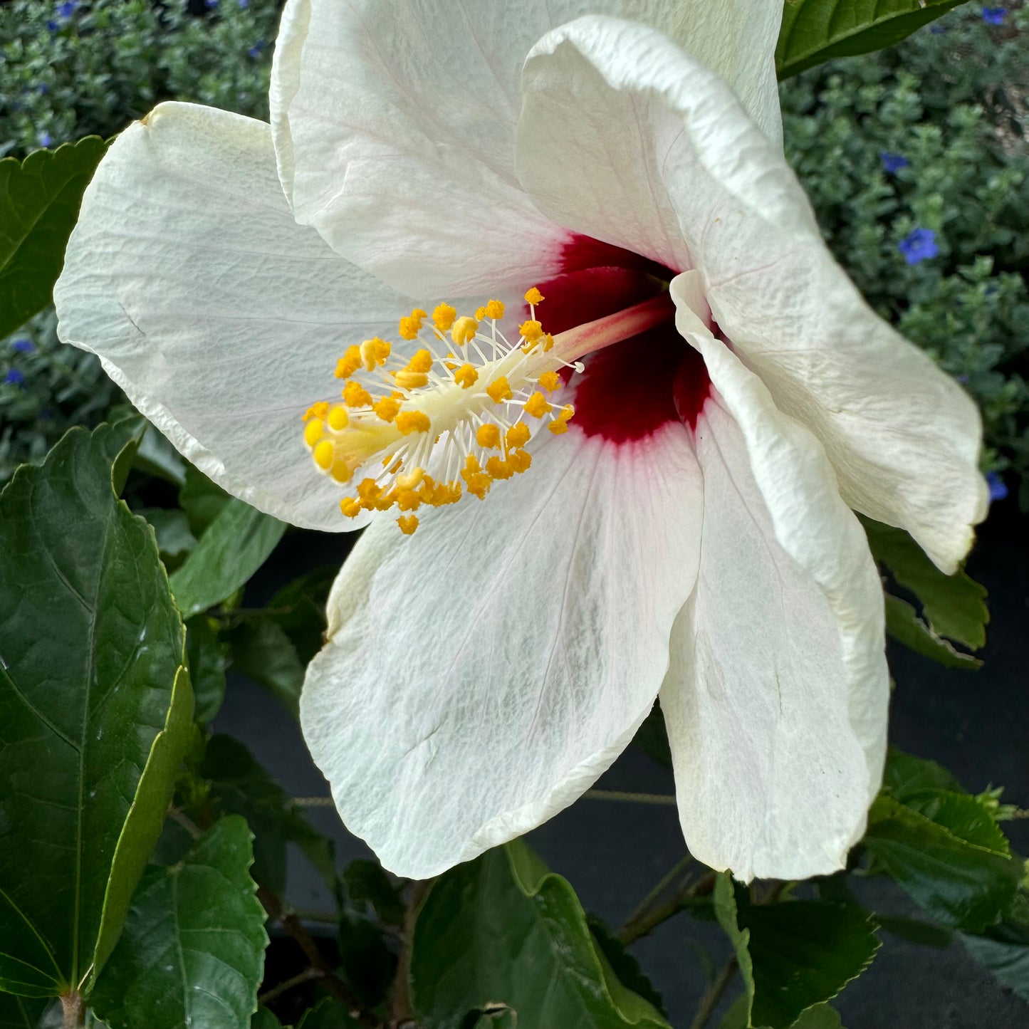 Hibiscus